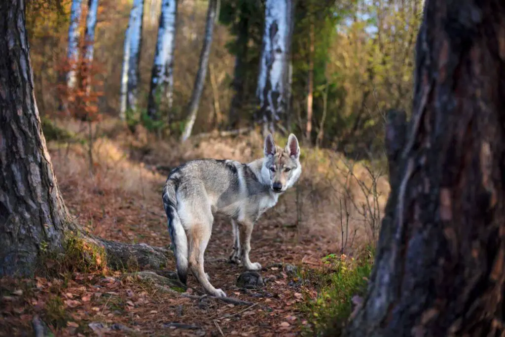 wilczak czechosłowacki w lesie