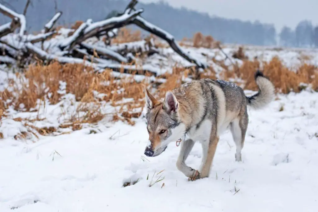 wilczak czechosłowacki zimą