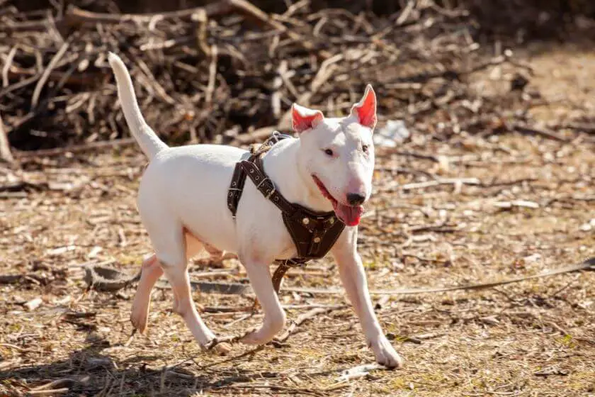 Bull terrier - training