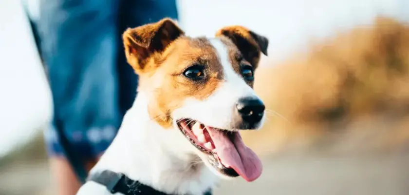 parson russell terrier 3 parson russell terrier. jak dbać o zdrowie tego psa