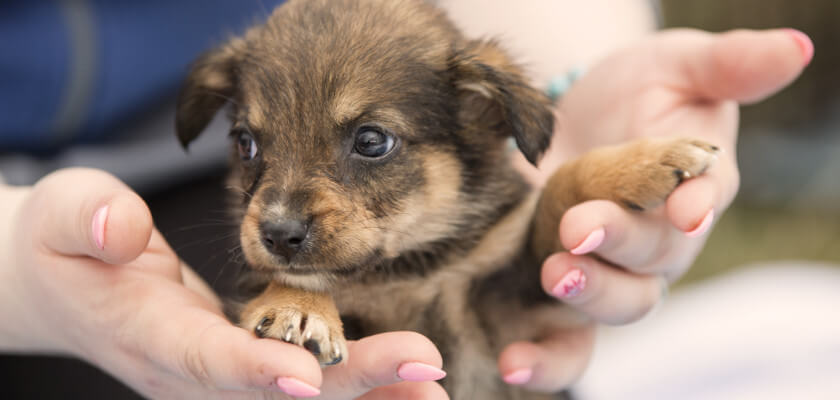 adopcja psa – jak wygląda i jak się do niej przygotować? pobierz nasz bezpłatny e-book!