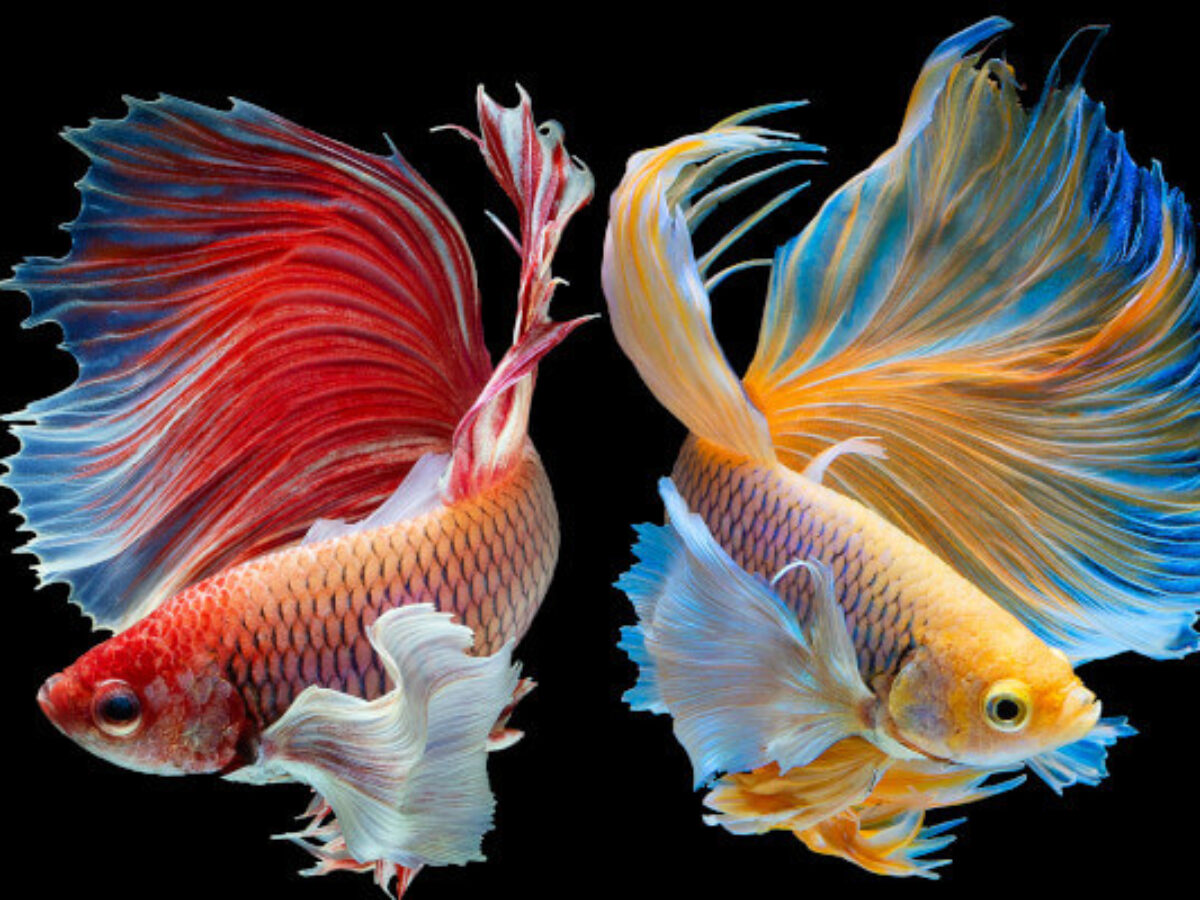 Две красивые рыбки