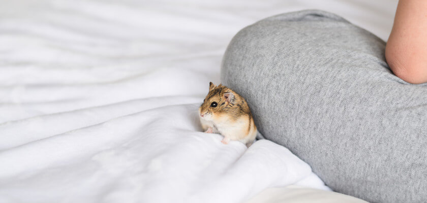 chomik roborowskiego