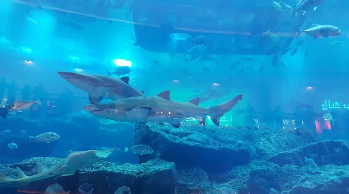dubai aquarium
