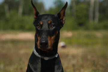 ile kosztuje doberman