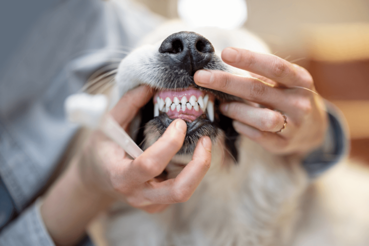 jak dbać o zęby psa
