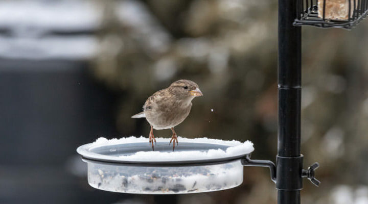 Jak dokarmiać ptaki zimą?