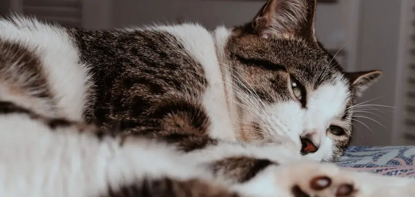 Kocie imiona – czy kot reaguje na imię? 