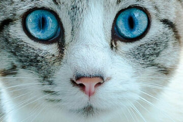 kot ojos azules