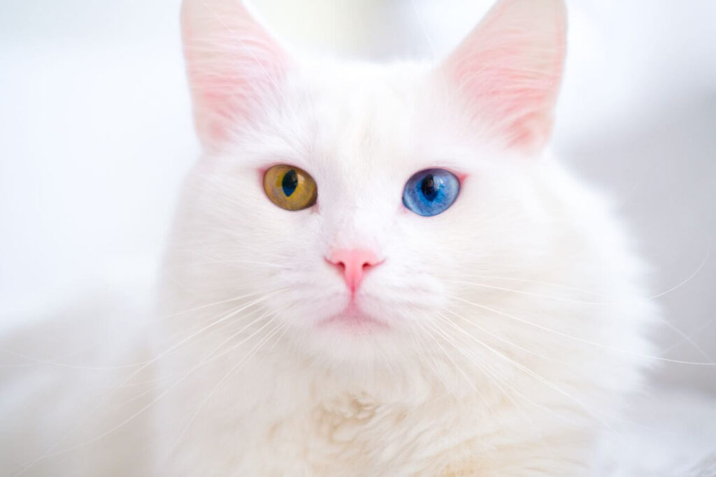 kot turecki van oczy