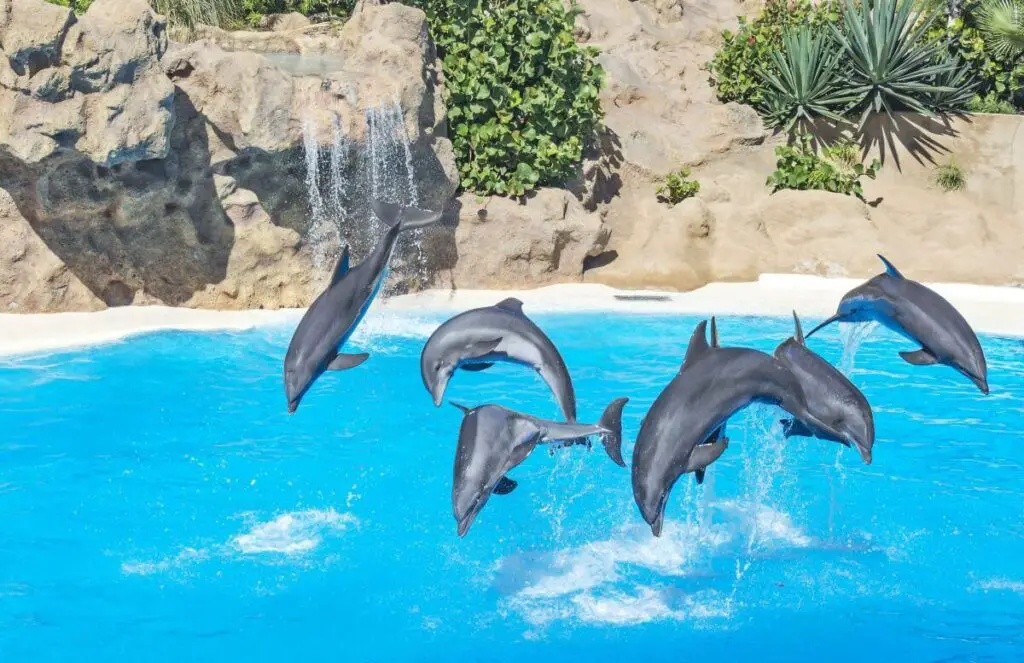 loro park delfiny
