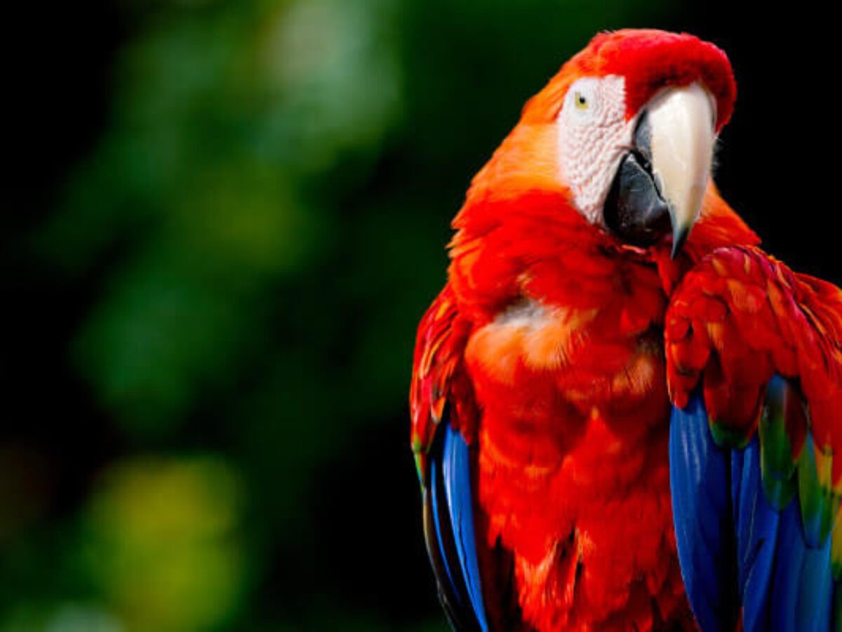 Papuga ara – charakterystyka gatunku, żywieniowe bytowe Zwierzaki