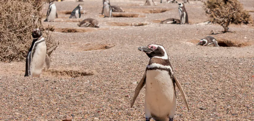 RPA pingwiny