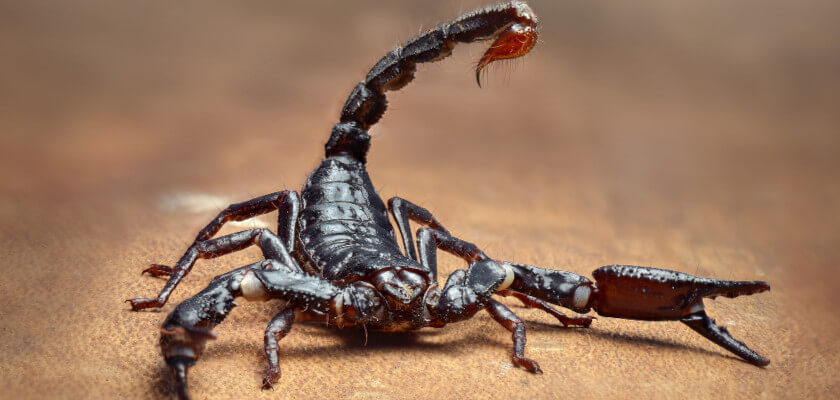 skorpion w lublinie