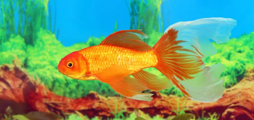 welonki, czyli złote rybki. najważniejsze informacje o gatunku