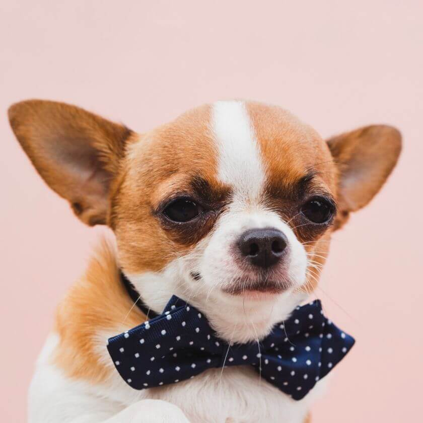 Chihuahua z muszką