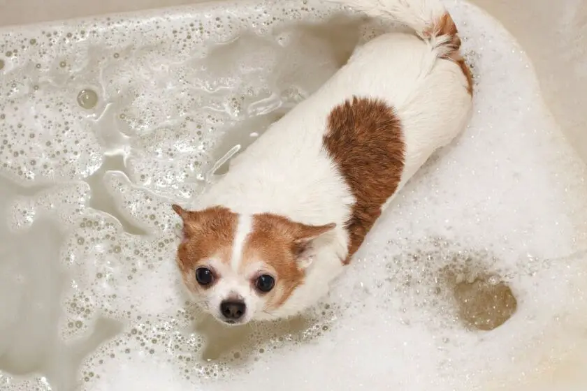 Chihuahua w kąpieli
