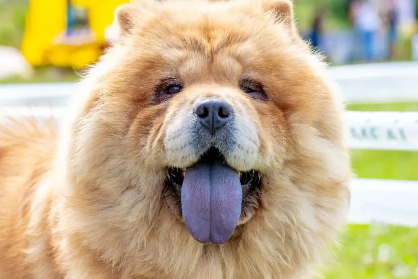 chow chow – charakter