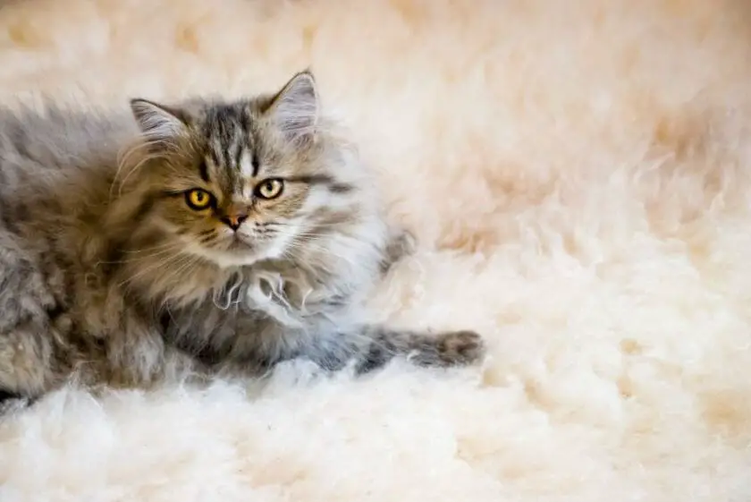 Eksperymenty na rasie, czyli kot perski filiżankowy