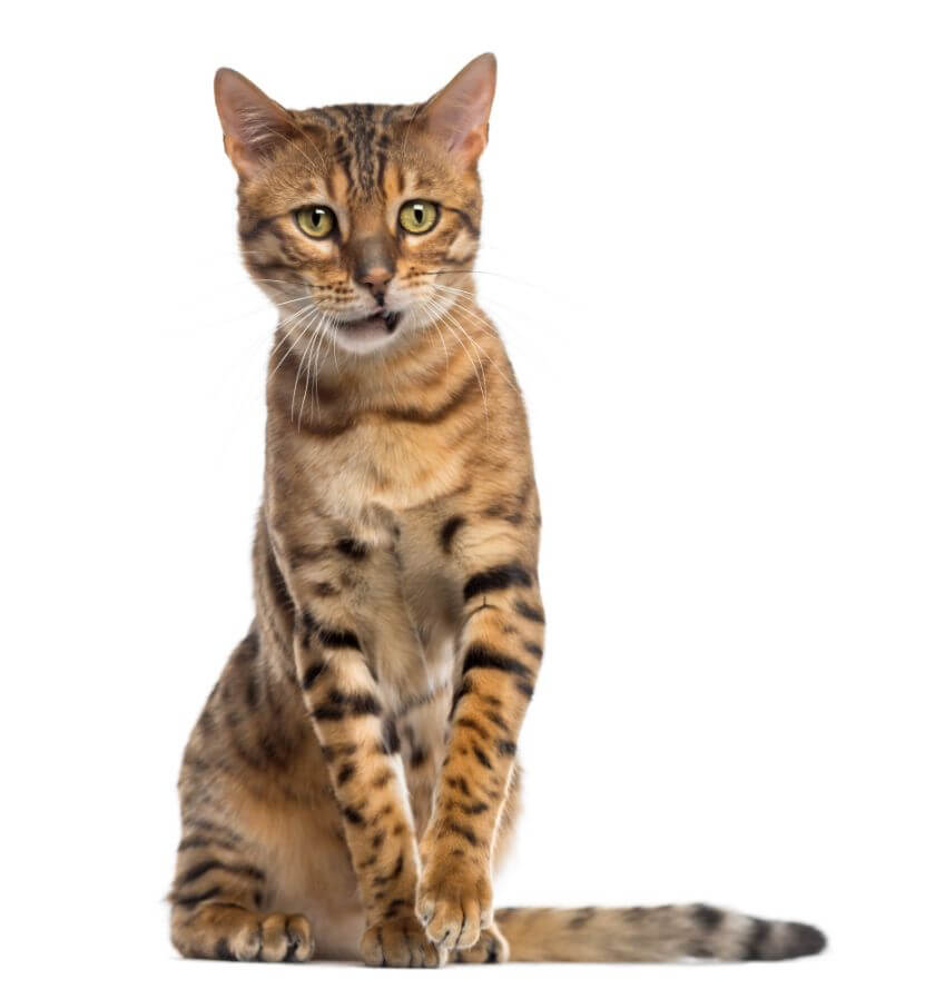 Kot bengalski - ile żyje?