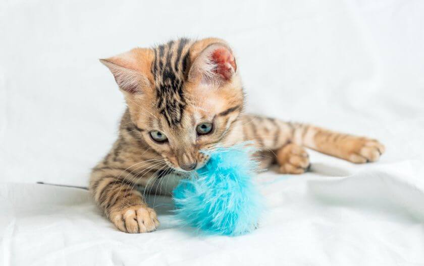 Jak dobrać odpowiednie zabawki dla kota bengalskiego?