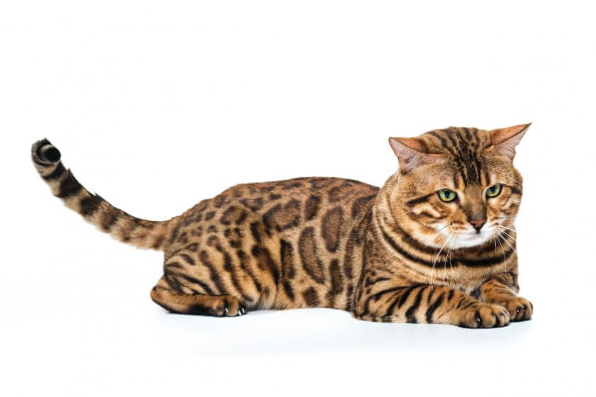 Kot bengalski – waga tych zwierząt a ich aktywność