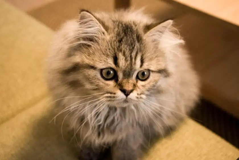 Kot perski miniaturka – to nie jest zdrowe dla rasy