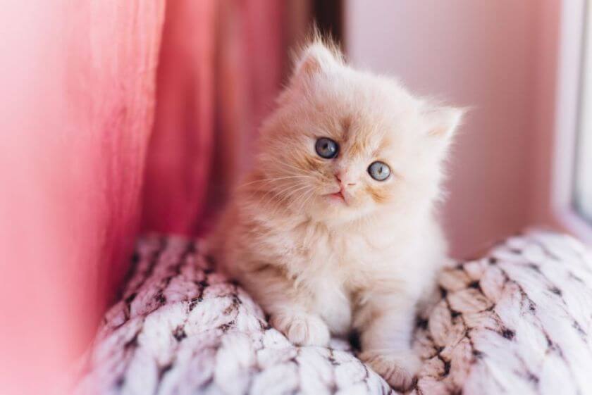 Kot perski miniaturowy – czy naprawdę jest tak malutki?