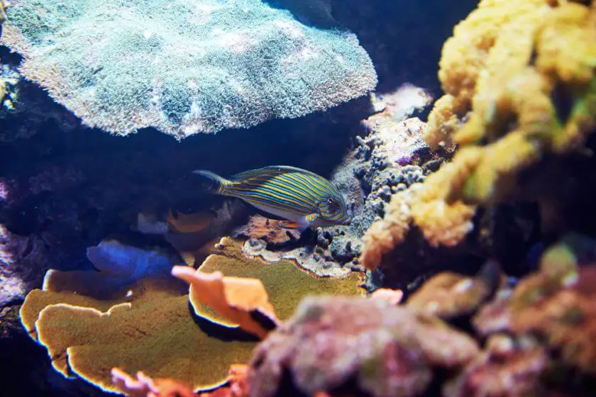 oceanarium lizbona ryba