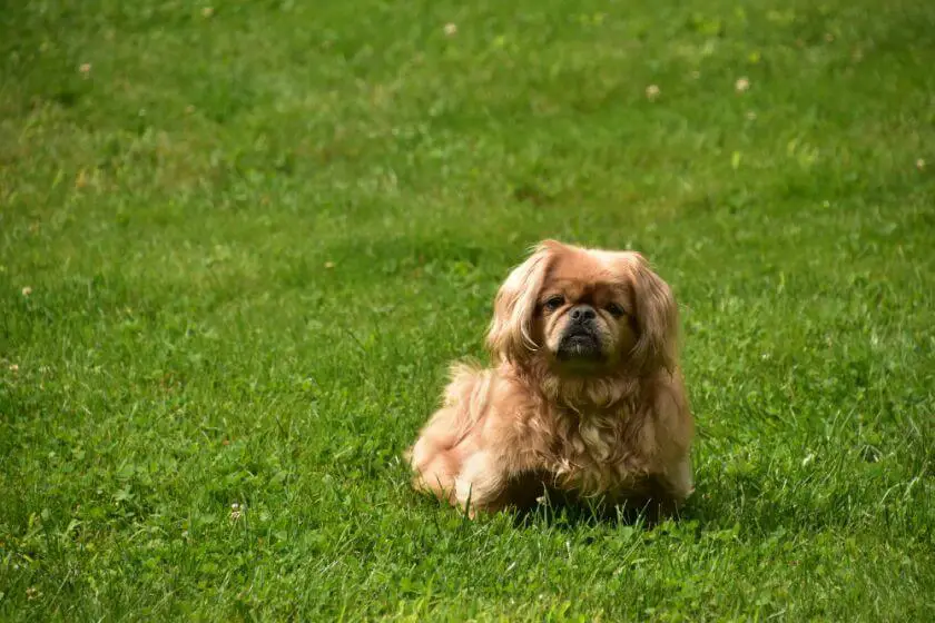Pies pekińczyk na trawie