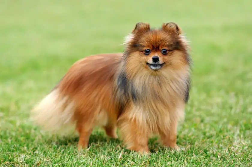 Pomeranian stoi na trawie