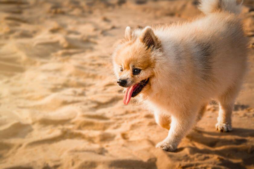 Pomeranian na plaży