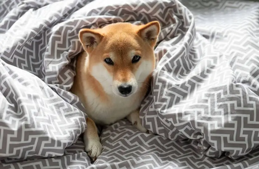 Shiba inu – wygląd psów