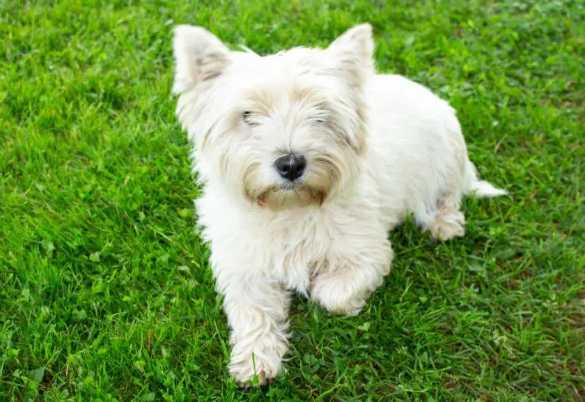 west highland white terrier – historia rasy