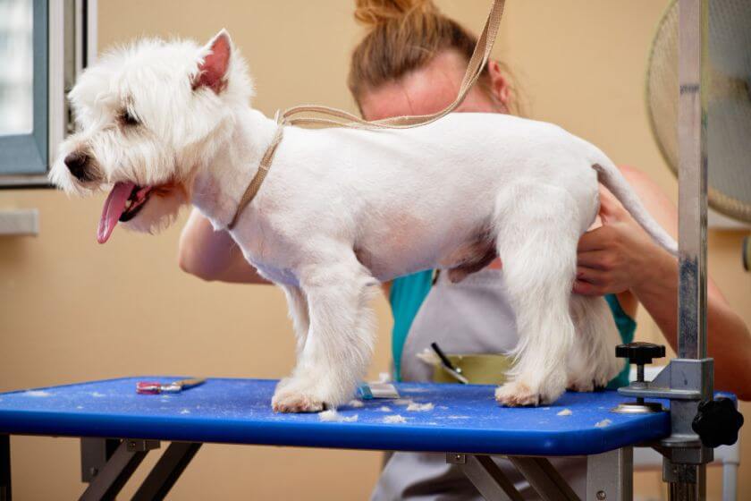 West highland white terrier – pielęgnacja