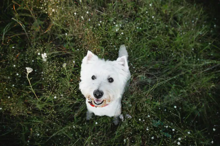 west highland white terrier siedzi