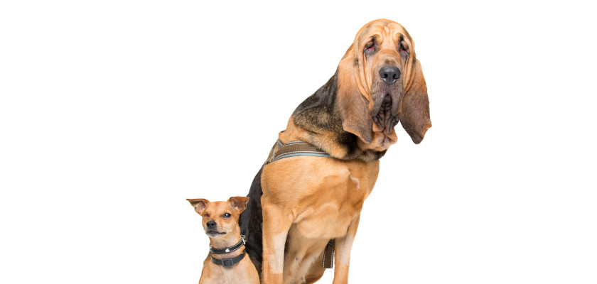 bloodhound-zdrowie