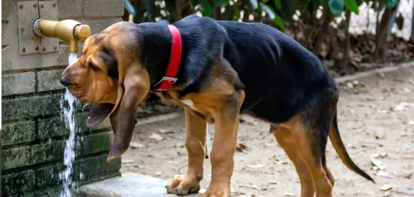 bloodhound pije wodę z kranu