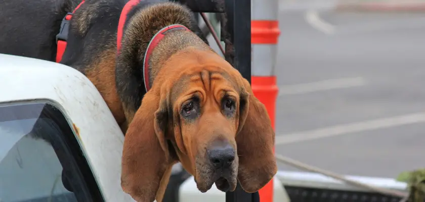 bloodhound w mieście