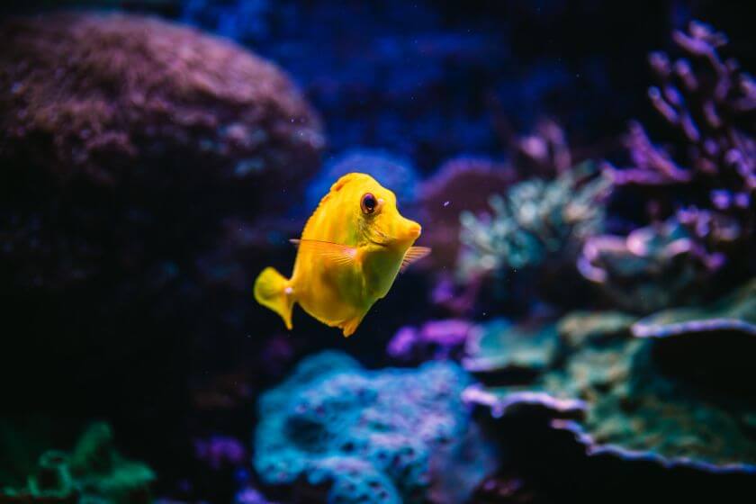 Dubai Aquarium ryba