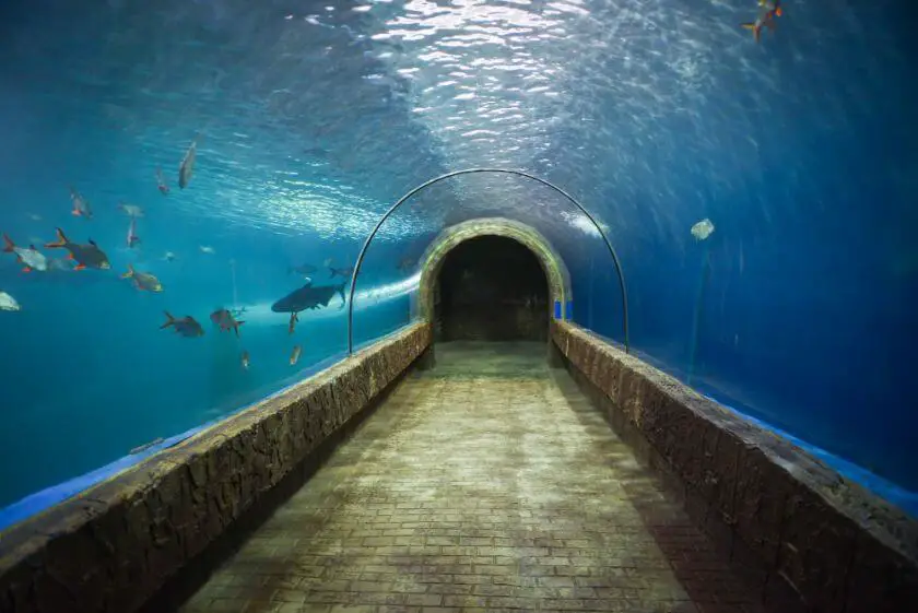 Dubai Aquarium ryby