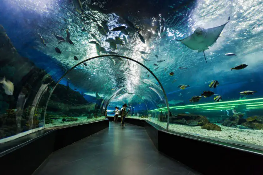 Dubai Aquarium tunel