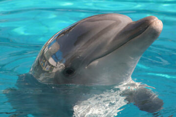 dzień delfina