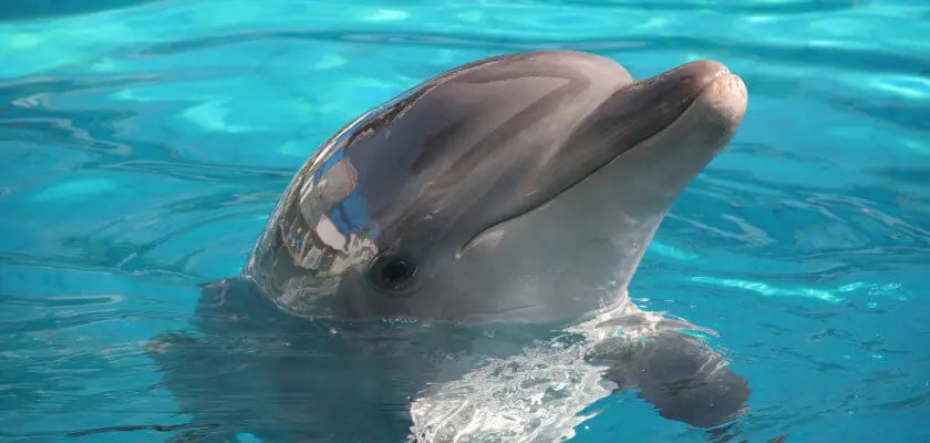 dzień delfina