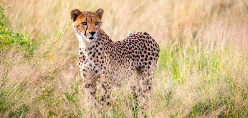 święto najszybszego zwierzęcia na świecie, czyli dzień geparda 2022
