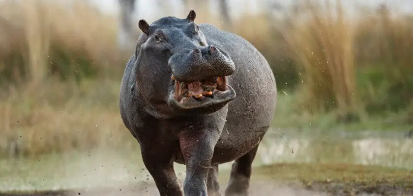 dzień hipopotama