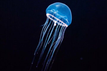 dzień meduzy