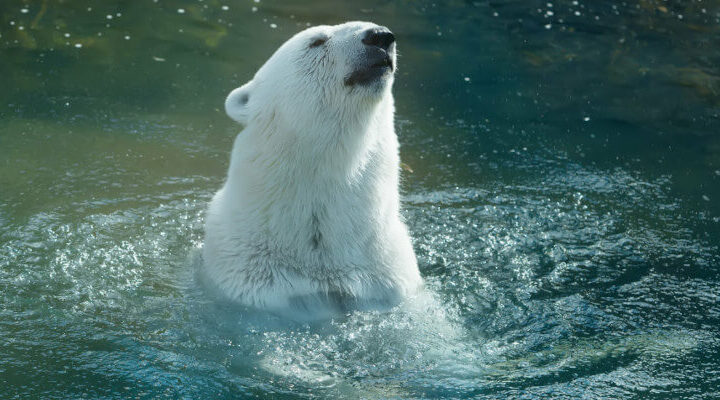 dzień niedźwiedzia polarnego