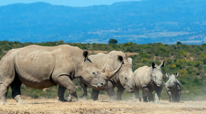 dzień nosorożca