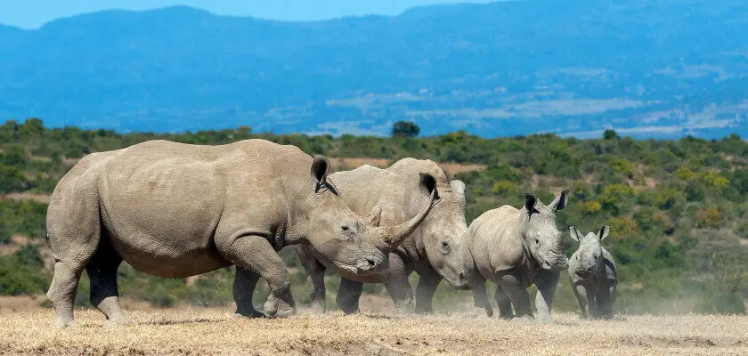 dzień nosorożca